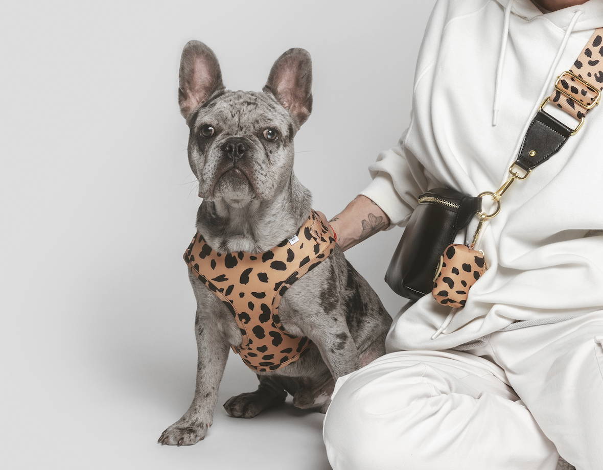 why do frenchies fart so much