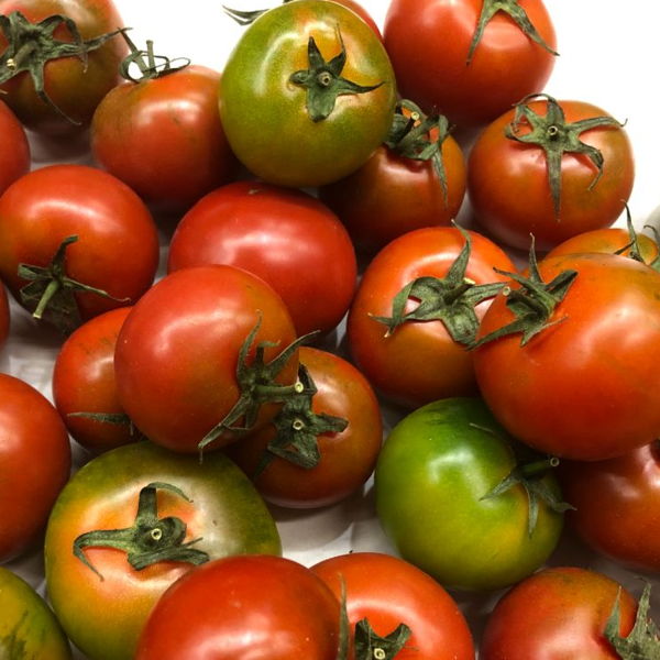 tomate-camone