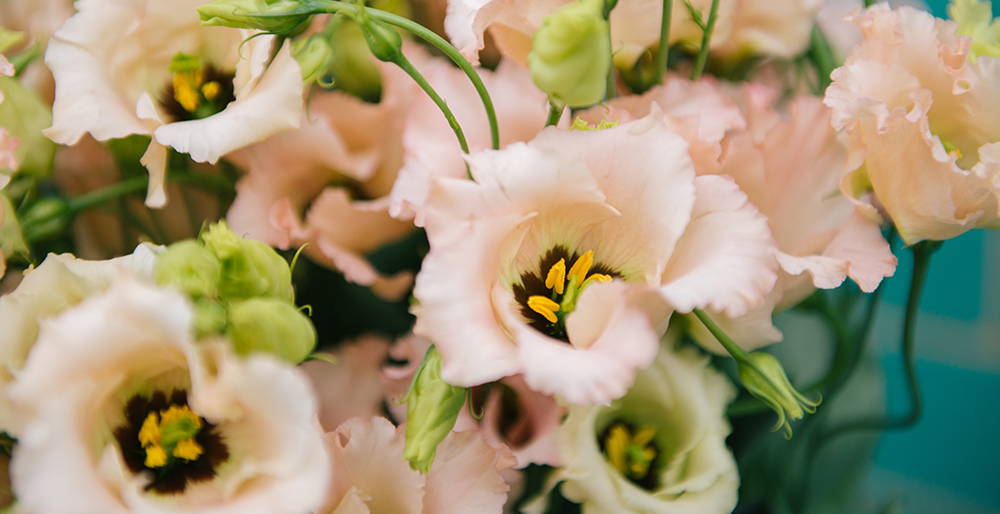 Wild at Heart - Apricot Lisianthus