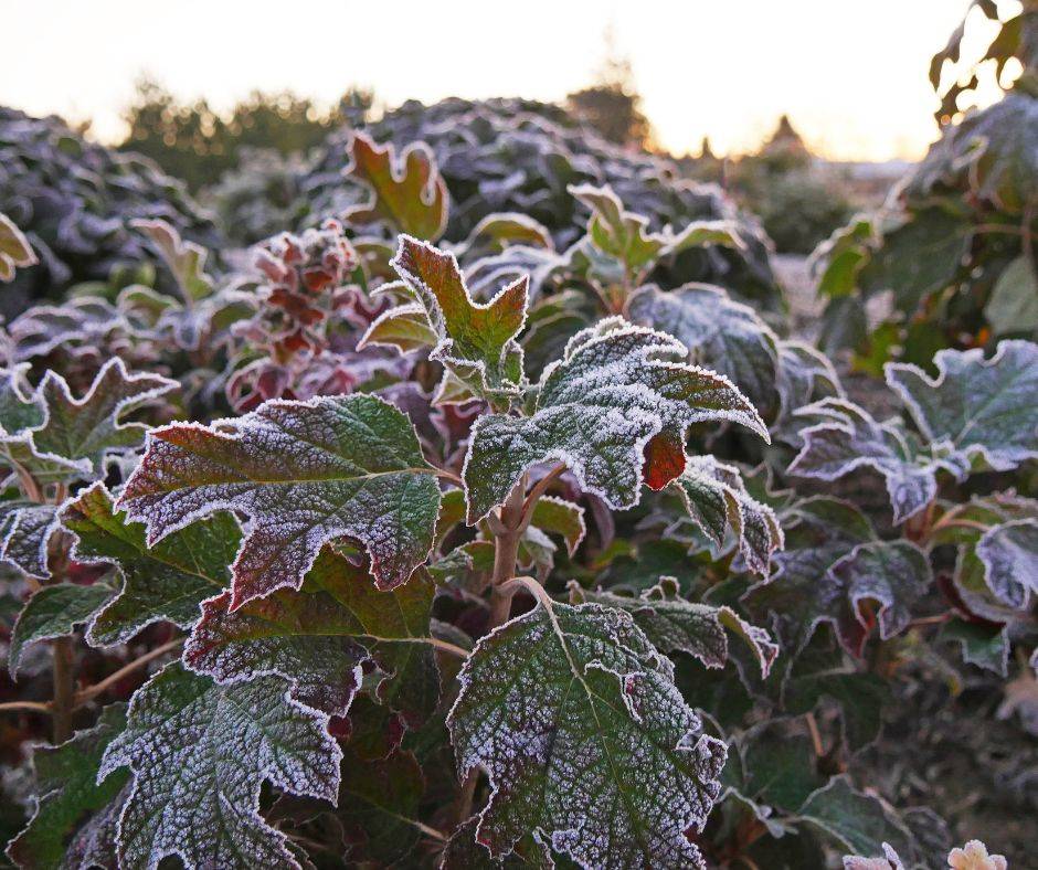 frosted hydrangea leaves