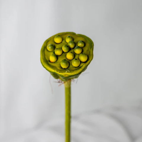 Lotus Pod - Realistic Artificial Flowers and Greenery - Image 5