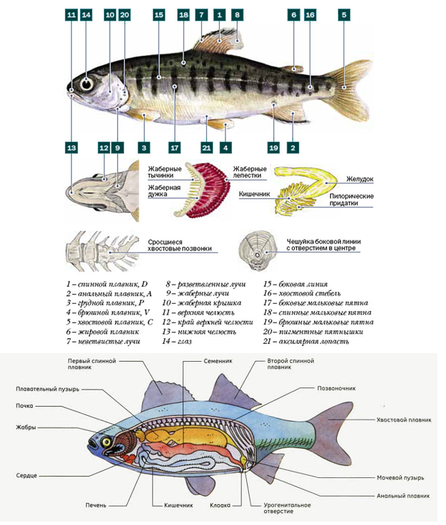 Функция органа боковой линии рыб