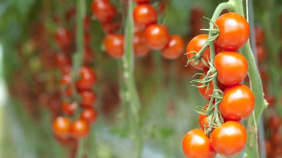 Marittan Kasvitarha - taloustiedot, Y-tunnus ja päättäjät 