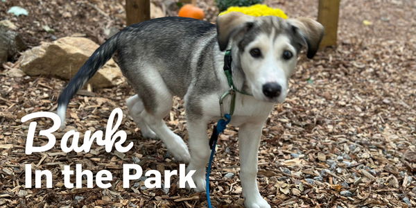 Bark in the Park promotional image