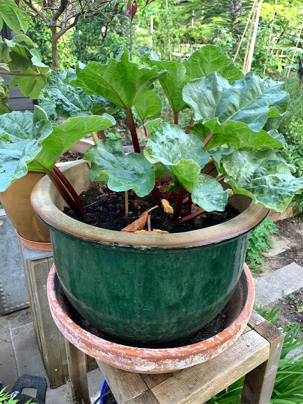 Rhubarb plant