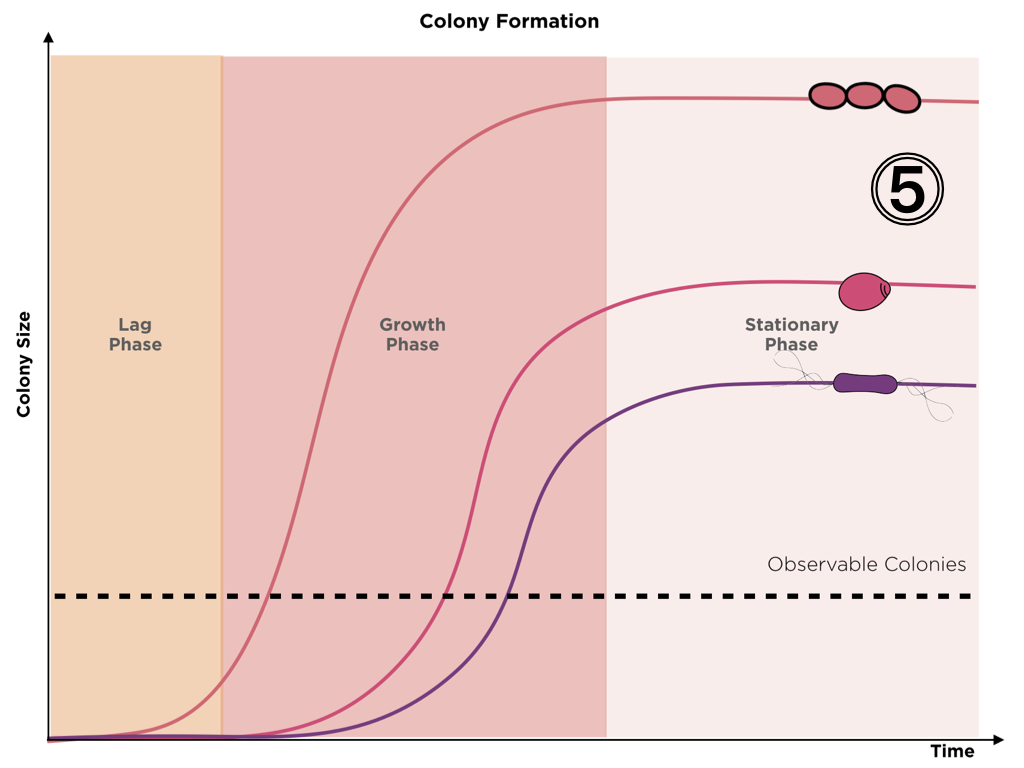 Graphic representing the colony formation through time