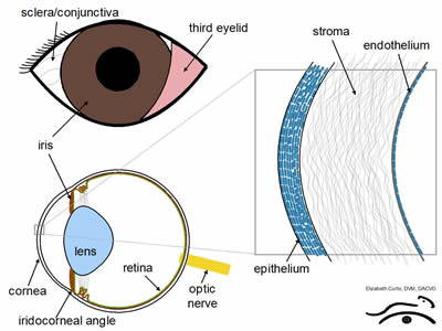 corneal-ulceration in husky chihuahua mixes