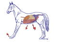 Drawing of a horse with a typical stance of laminitis