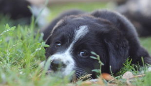 hof elverich hund auf wiese