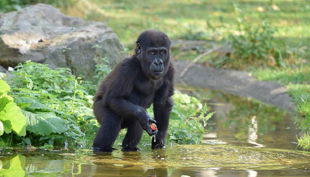 zoo krefeld baby gorilla