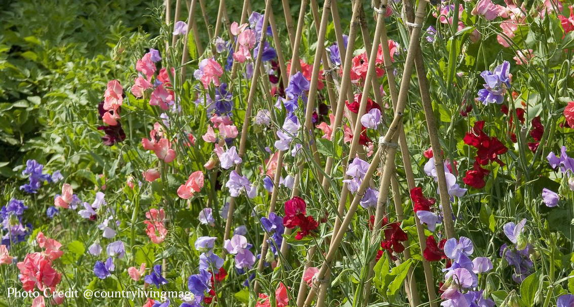Wild at Heart - Sweet pea