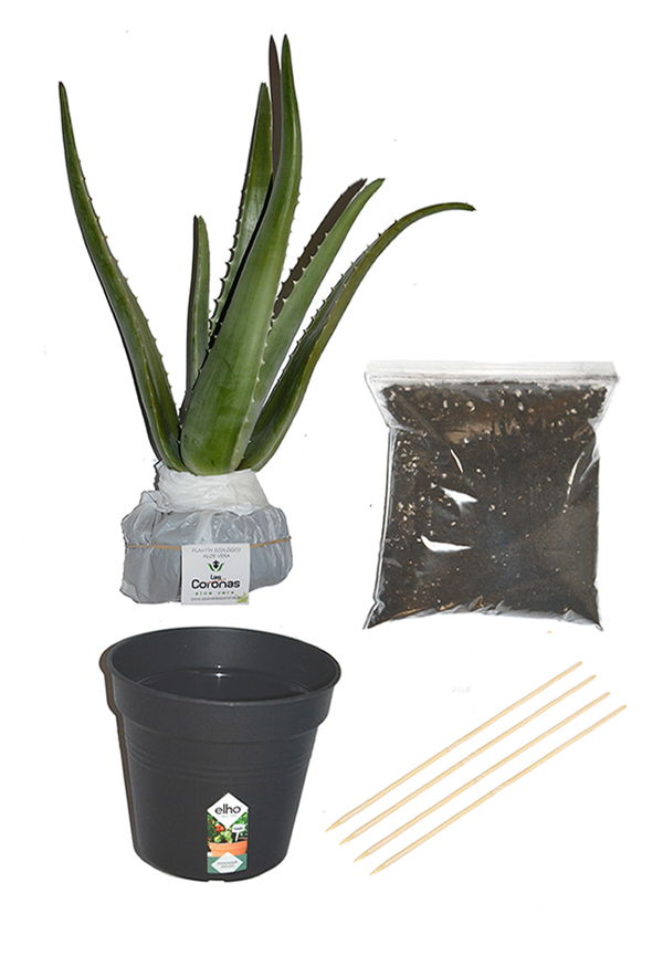 plante-aloe-vera-bio-en-kit
