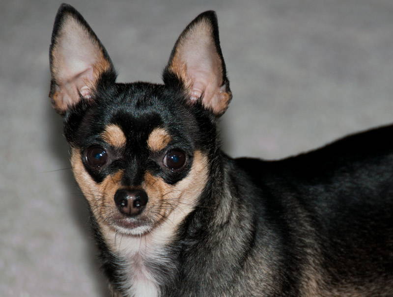 chihuahua rat terrier mix puppies for sale