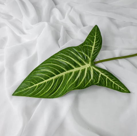 Xanthosoma Leaf (12 Pack)- Realistic Artificial Flowers and Greenery - Image 3