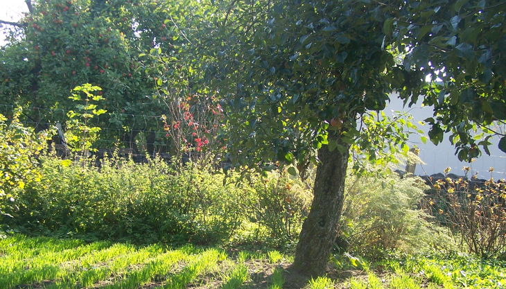 hofgut graue presse herbst