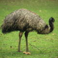emu_exhibiting_illness_signs