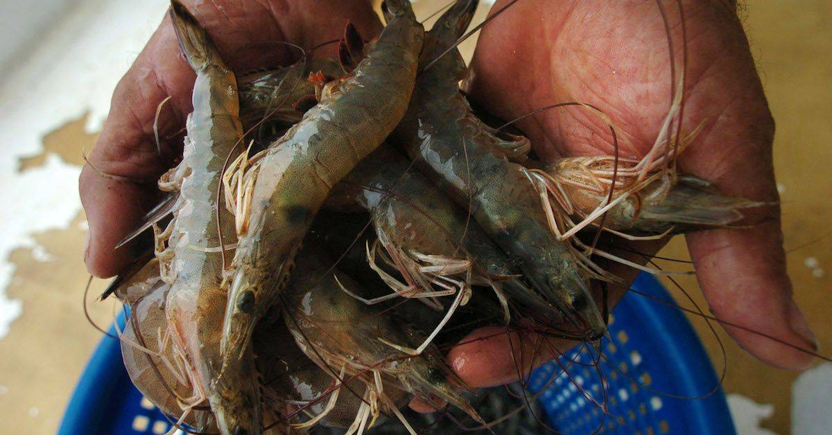 farm raised shrimps for dogs.jpg
