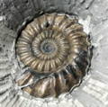 martin curtis green ammonite fossil preparation zoic palaeotech tools part preparaed androgynoceras