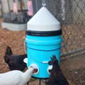 poultry_pyramid_clean_roost_proof_chicken_feeder