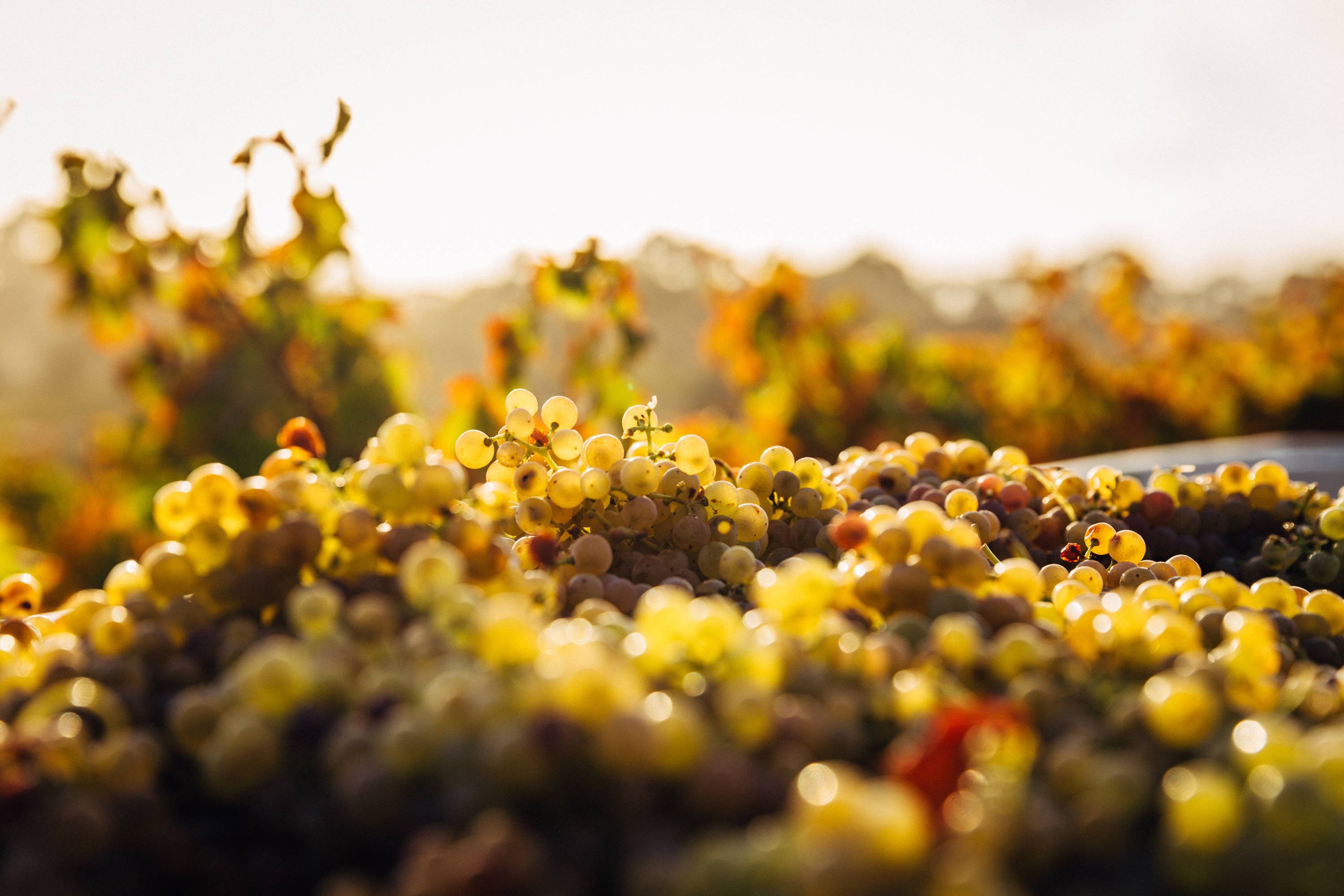 An overview of red and white grapes becoming fainter in the distance.