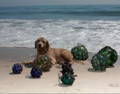 golden retreiver on the beach with sea glass floats