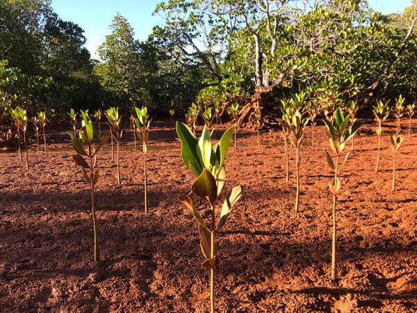 ROOM IN A BOX - BAUMPFLANZPARTNER EDEN REFORESTATION PROJECTS