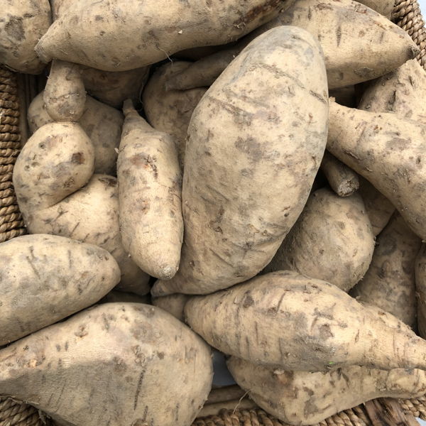 pomme-de-terre-douce-blanche