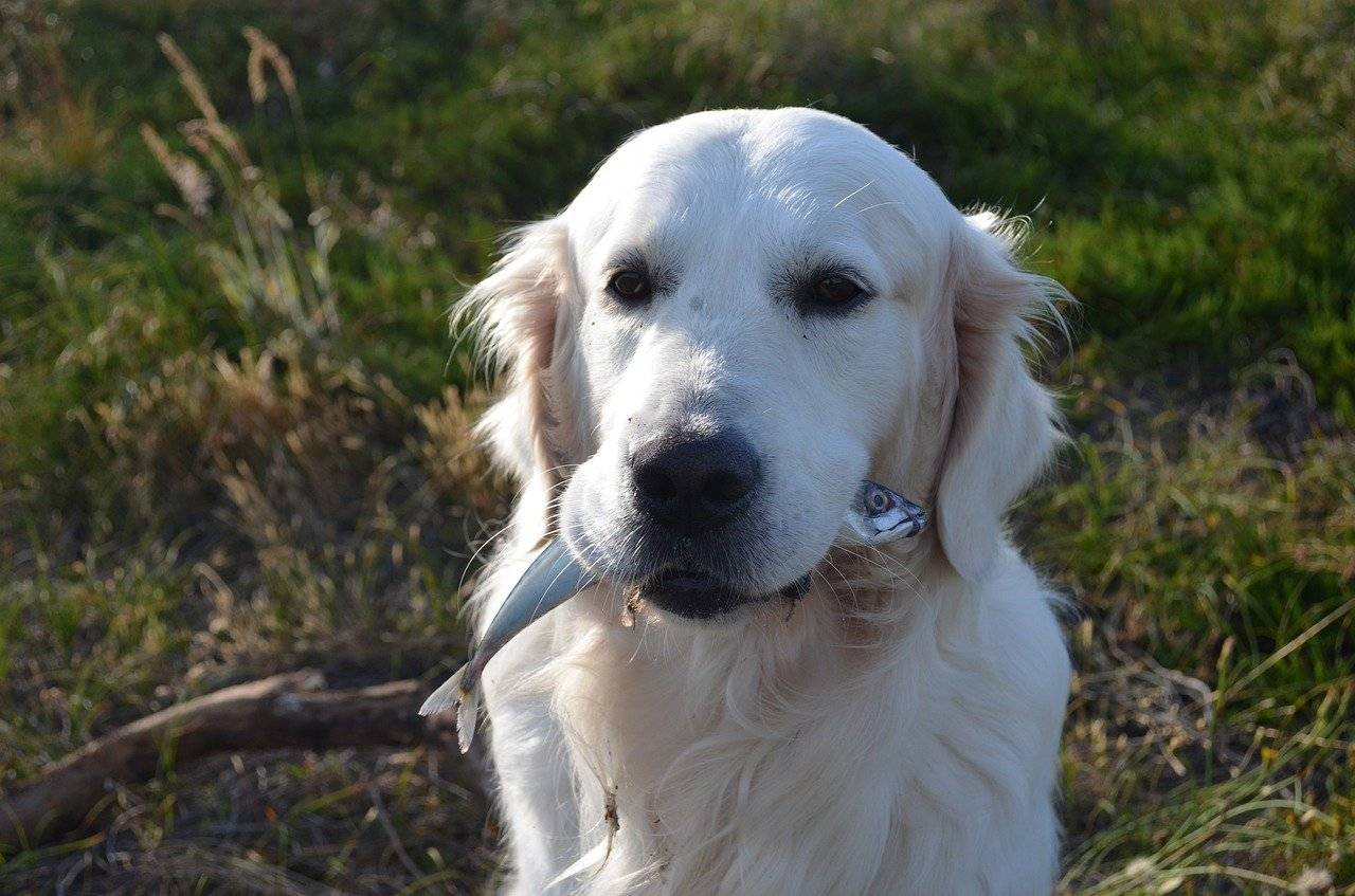 dürfen Hunde Fisch essen