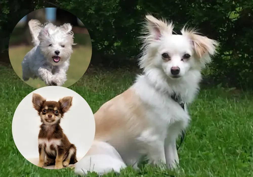 chihuahua mixed maltese