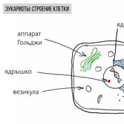 Рисунок 6 строение клетки. Строение клетки хромистов. Строение клетки Дробинская. 2.4 Строение клетки. Строение клетки УМСКУЛ.