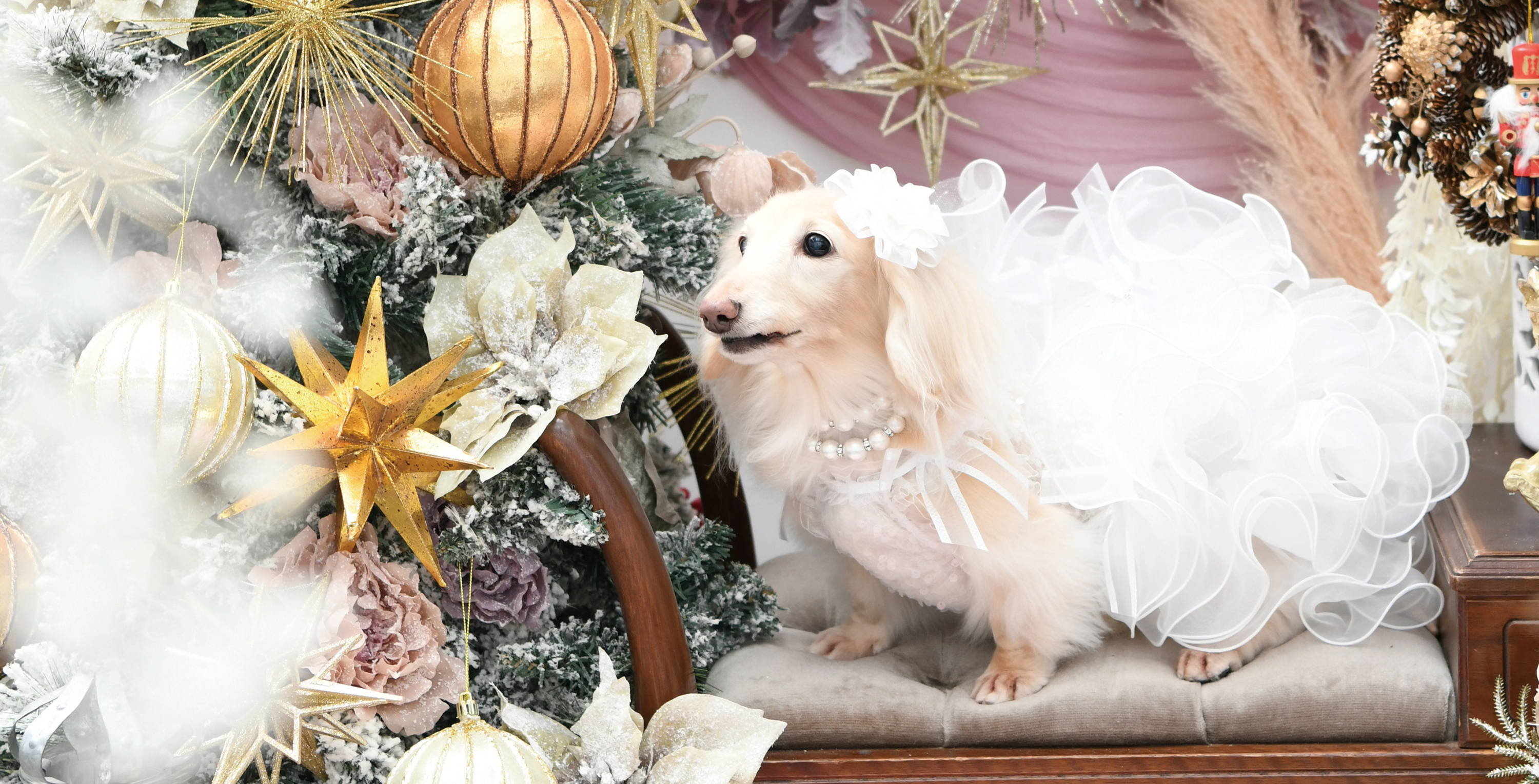 Luxebirdie（リュクスバーディ）|小型犬とのリュクスな生活を