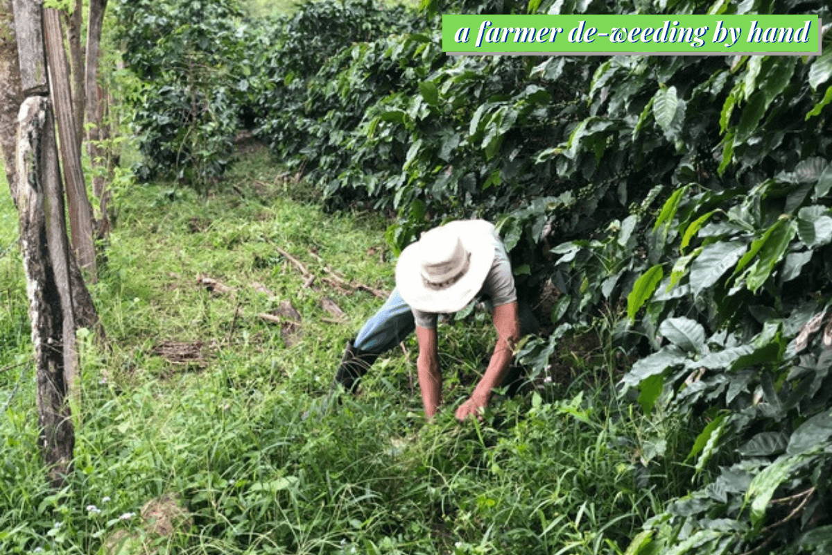 A farmer de-weeding by hand