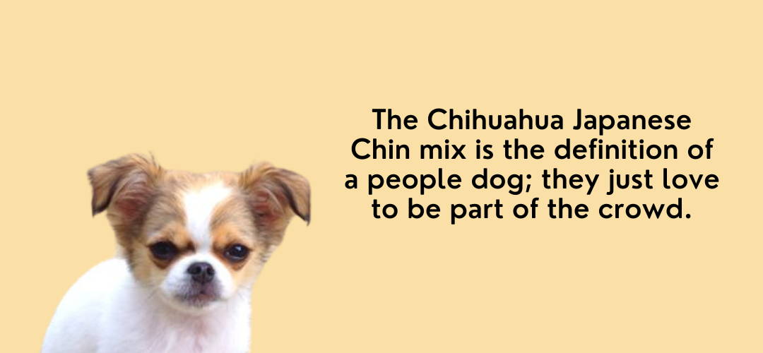 japanese chin and chihuahua mix puppies for sale