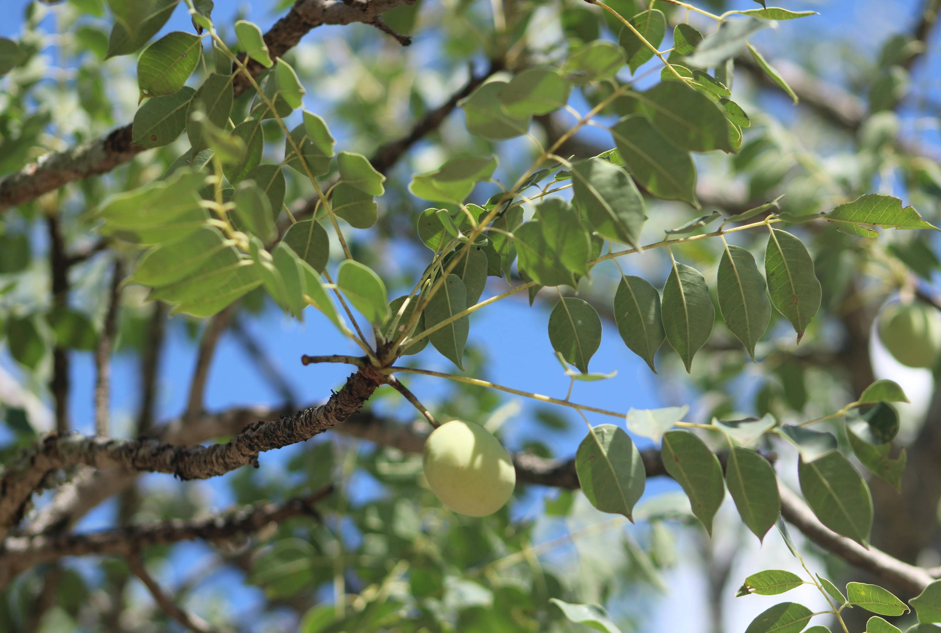Marulabaum mit Frucht