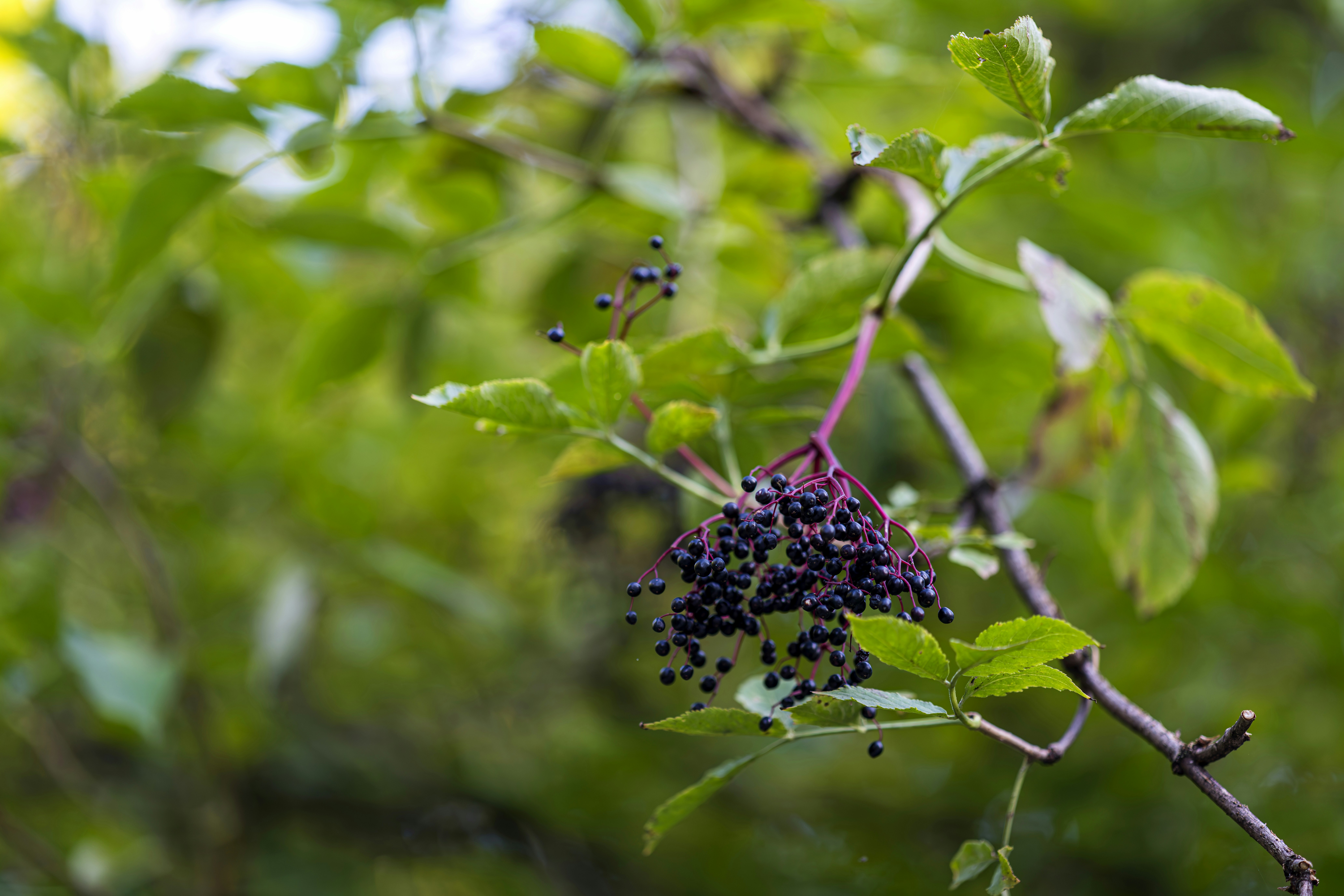 Ripe elderberries hanging from a branch