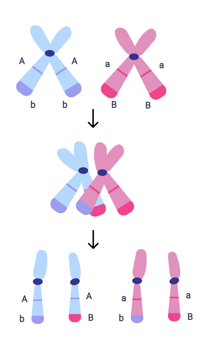 During crossing over, chromosomes exchange regions that are also homologous to each other.
