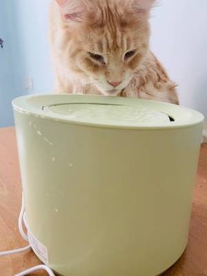 Petree Automatic Cat Water Fountain Dispenser