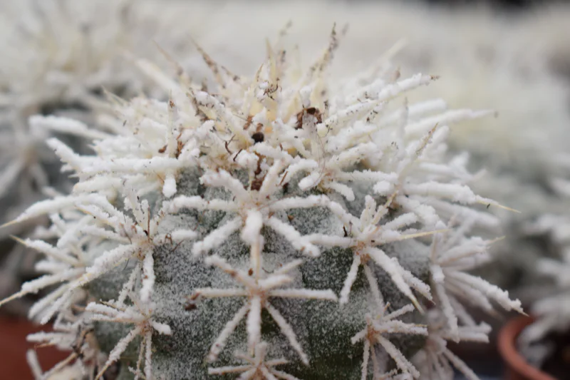Frost covered cactus