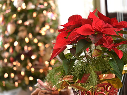 Pollensa
- Decoraciones navideñas tradicionales de todo el mundo
