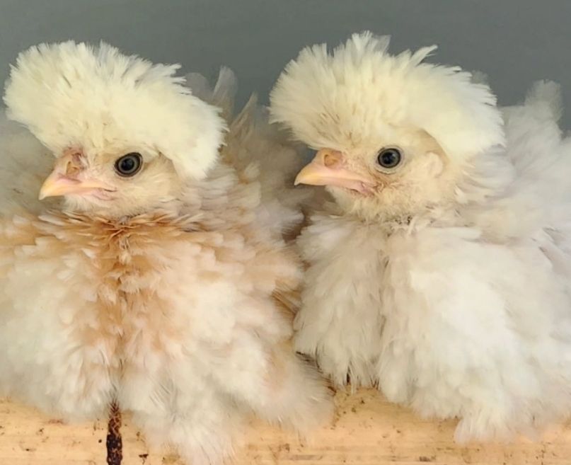 Moorland Cottage Cafe - Voucher - Image 15