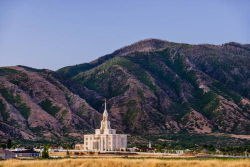 A yellow field and the Payson Utah Temple in front of a 