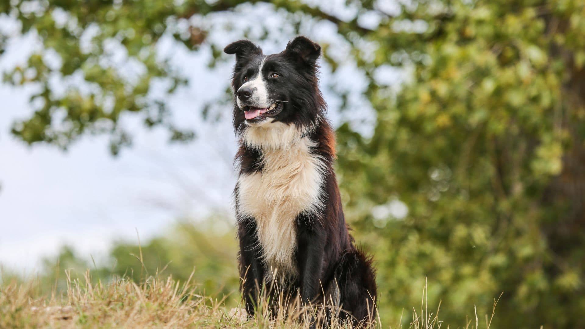 Hund lässt sich Bauch kraulen