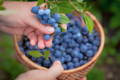 blueberries on a branch being picked and put in a basket