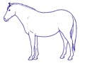 Drawing horse Bondy Condition Score 9