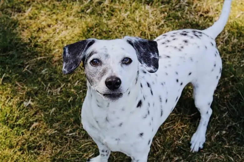 dalmatian chihuahua mix