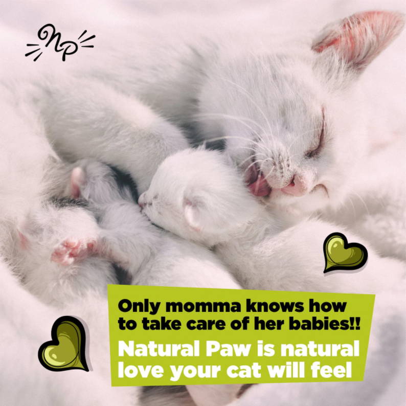 TOFU_LITTER_FOR_CATS