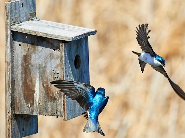Alternatieve aanpak voor flora en fauna vraagstuk
