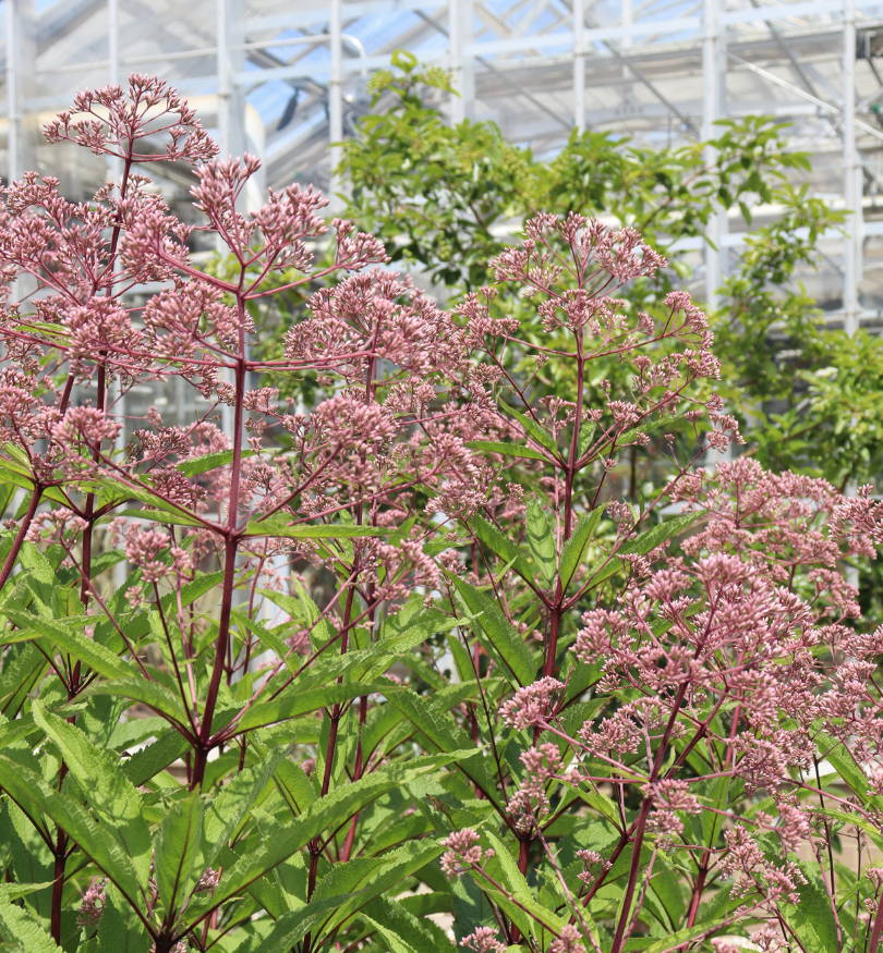 Several pink flower clusters and red stems from Joe Pye weed