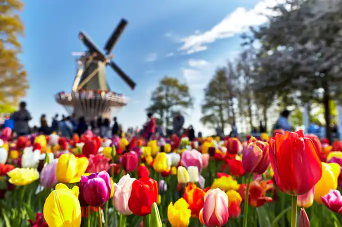 Private Tulip Fields, Windmills and cheese tour from Amsterdam