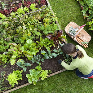 Garden Expansion